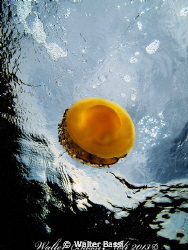 Cassiopea by Walter Bassi 